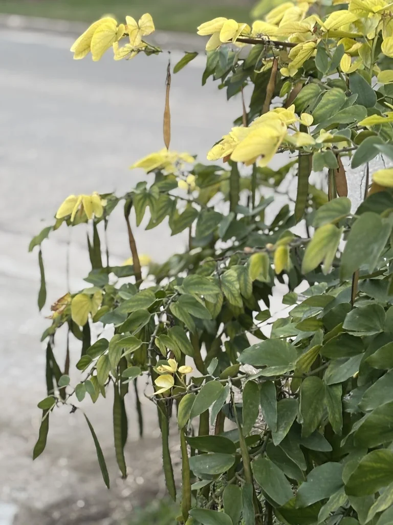 Bauhinia forficata