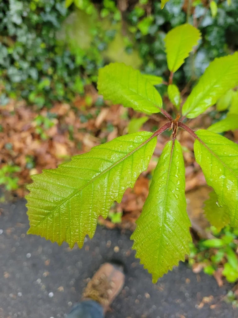 Quercus Michauxii