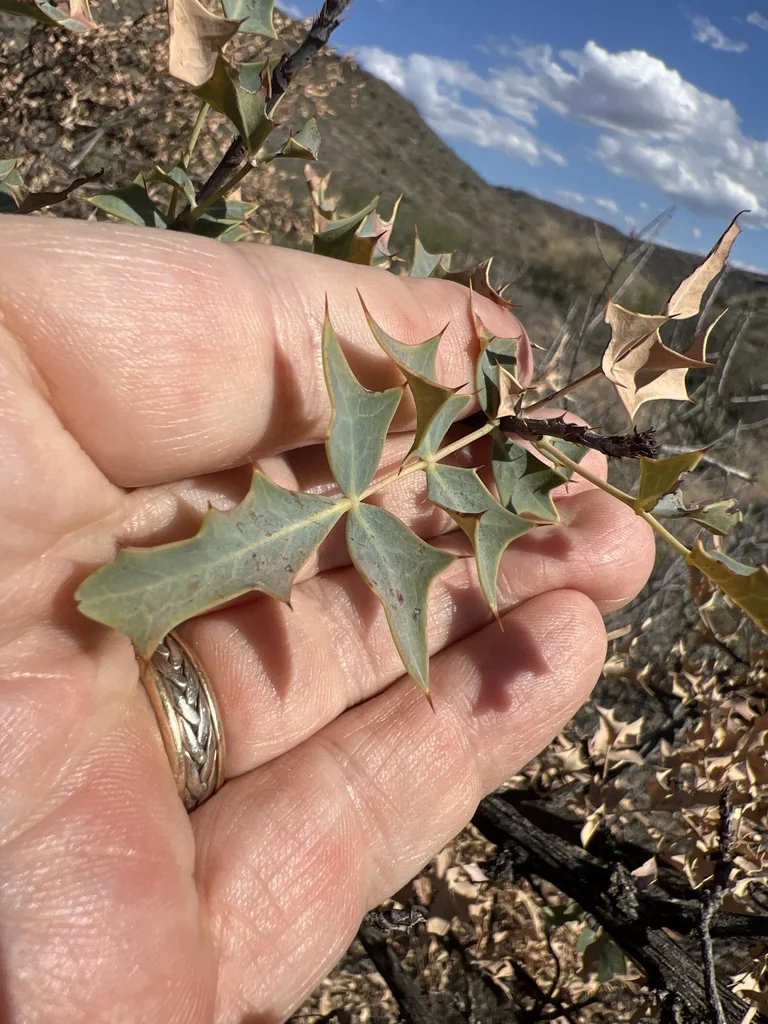Berberis Haematocarpa