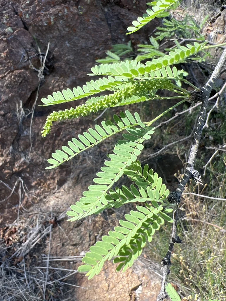 Prosopis Velutina