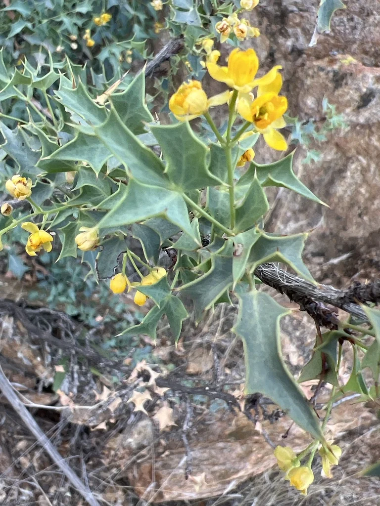 Berberis Haematocarpa
