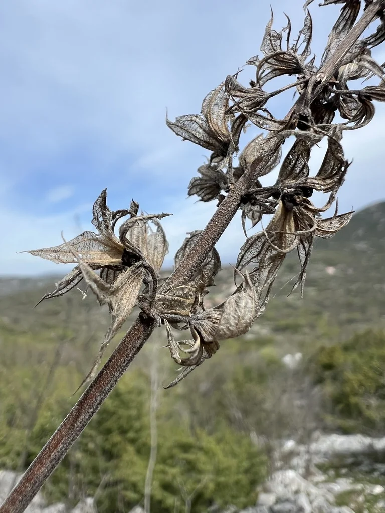 Salvia Officinalis