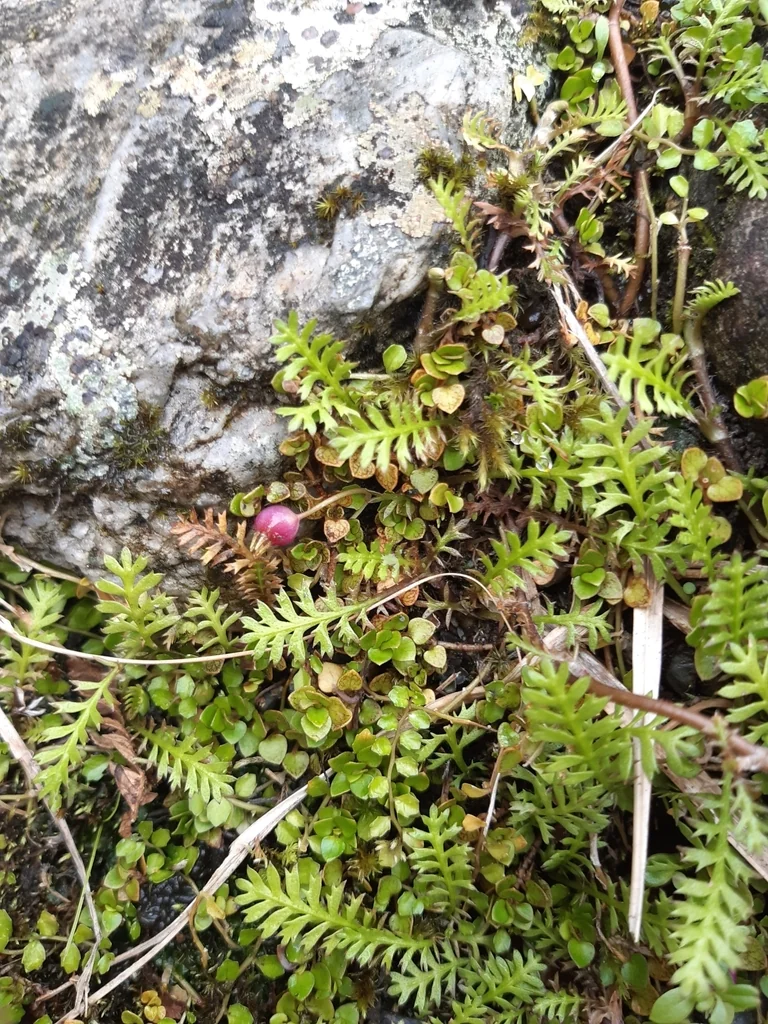 Leptinella Squalida