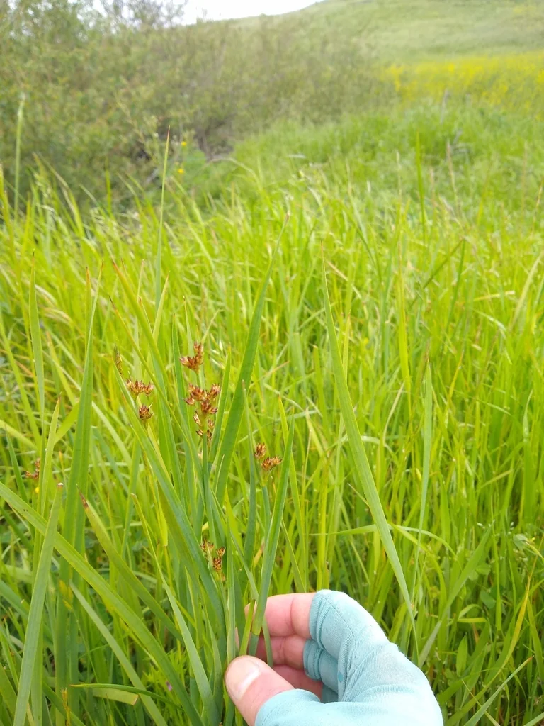 Juncus Xiphioides
