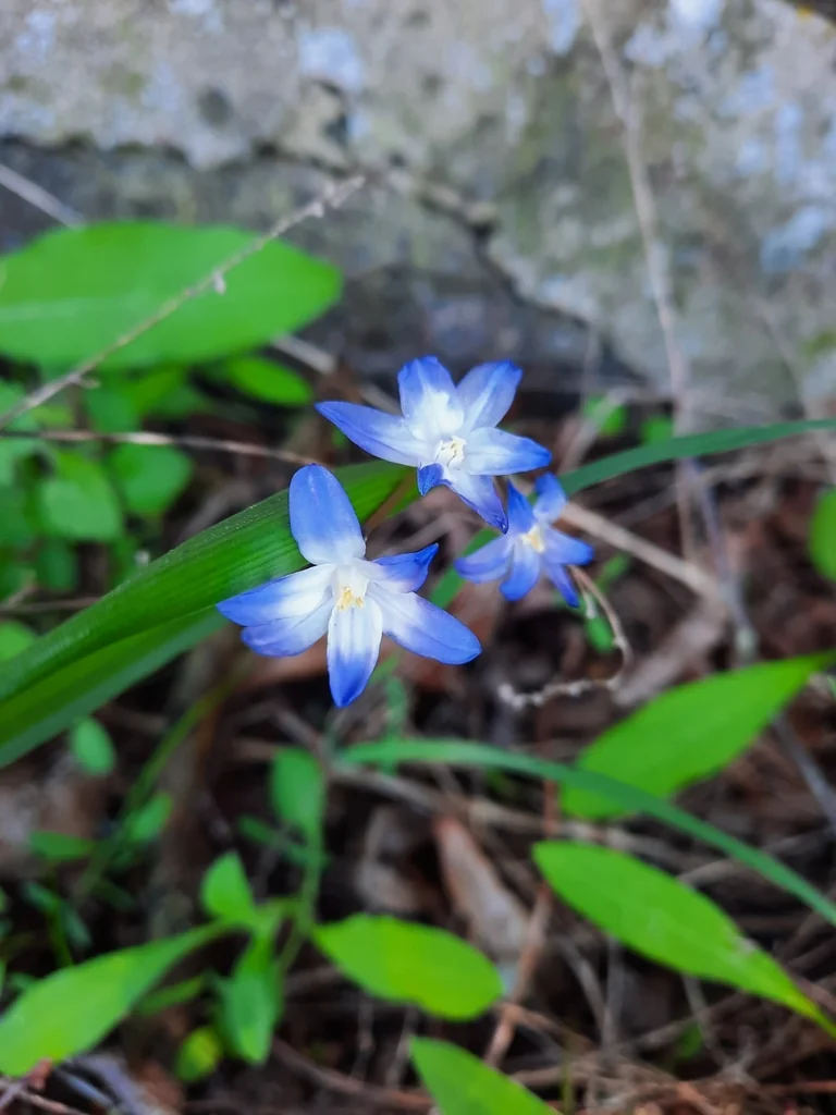 Chionodoxa Forbesii