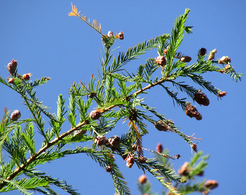 Taxodium Mucronatum