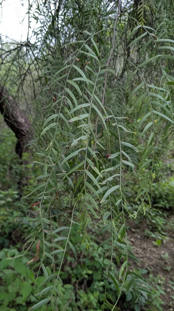 Schinus Molle