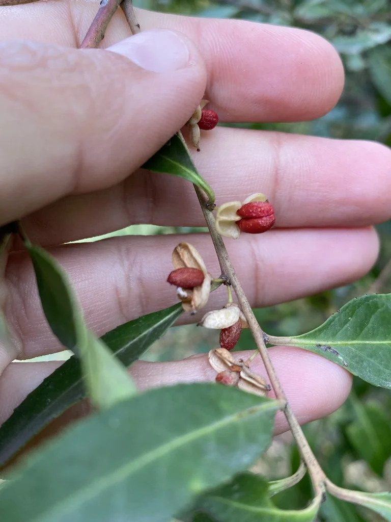 Maytenus Boaria