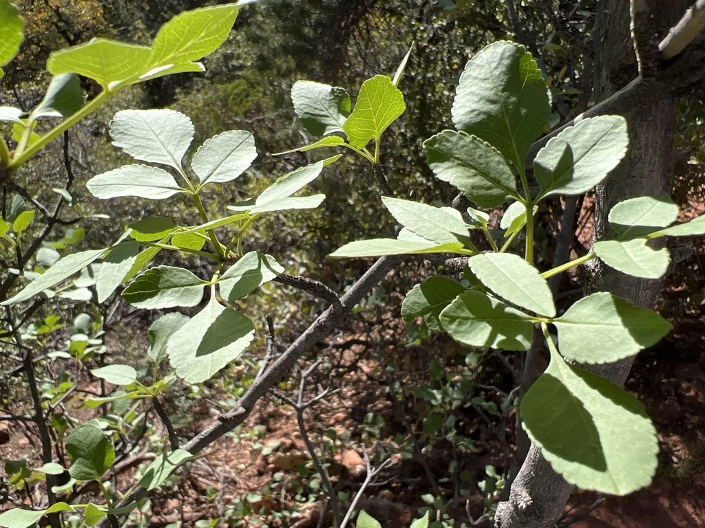 Fraxinus Velutina