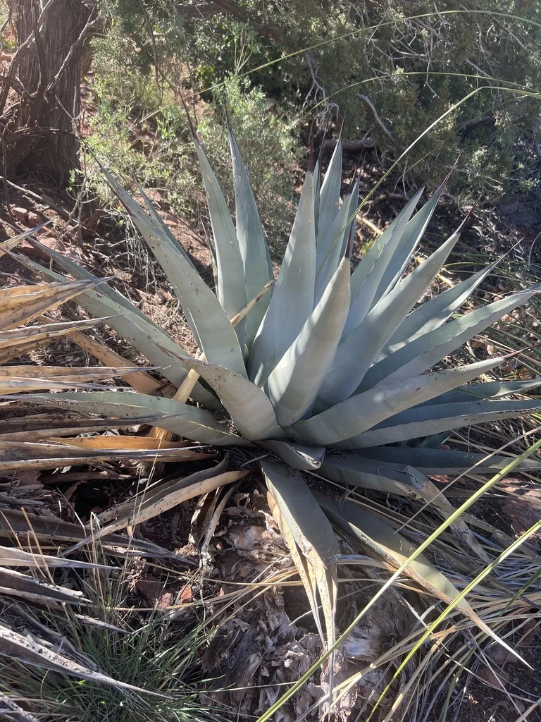 Agave Parryi