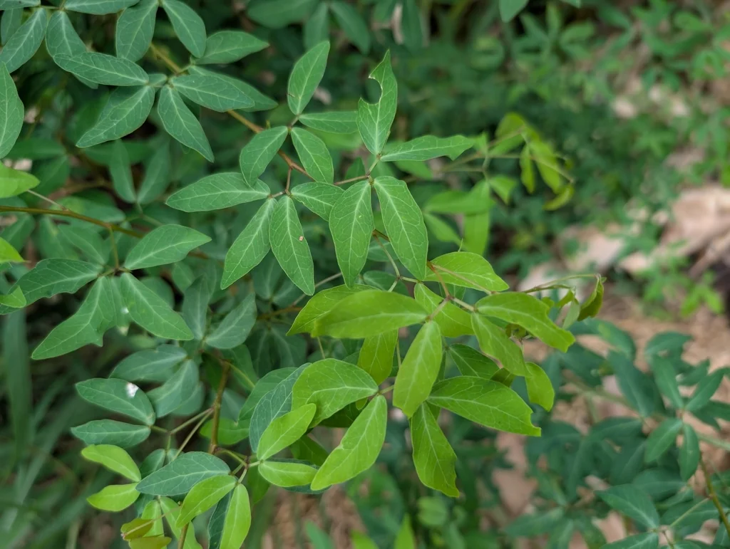 Pithecellobium Dulce