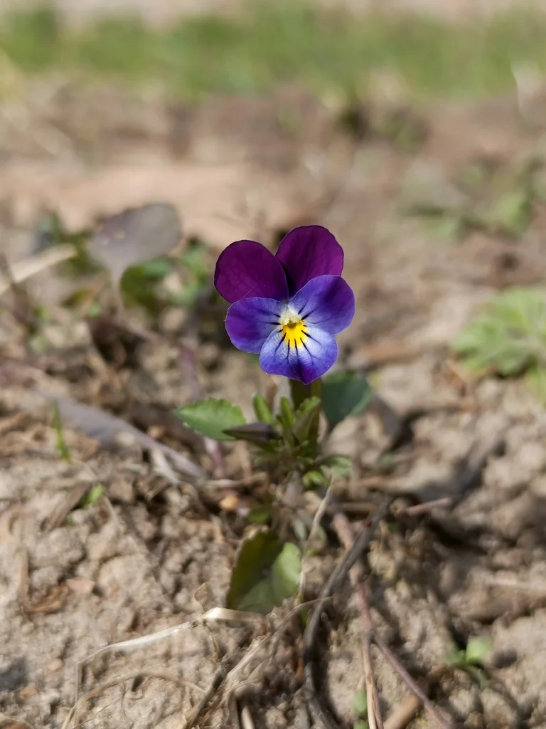 Viola X Wittrockiana