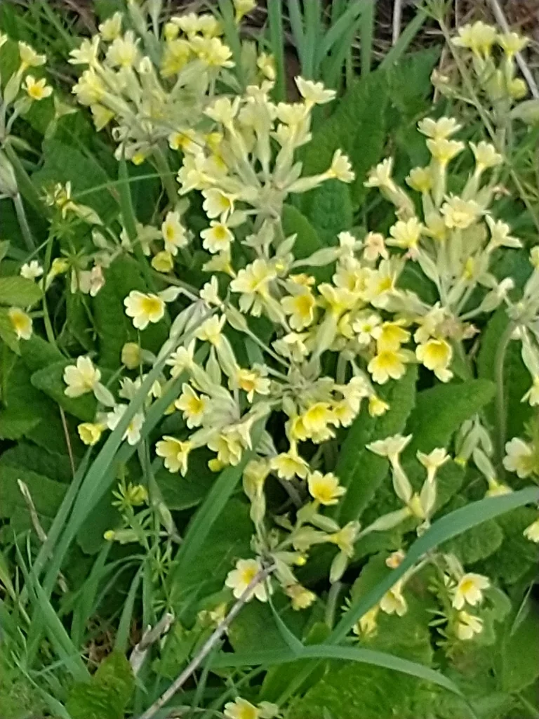 Primula X Polyantha
