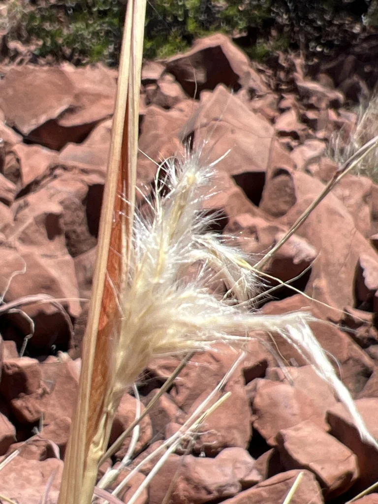 Bothriochloa Barbinodis