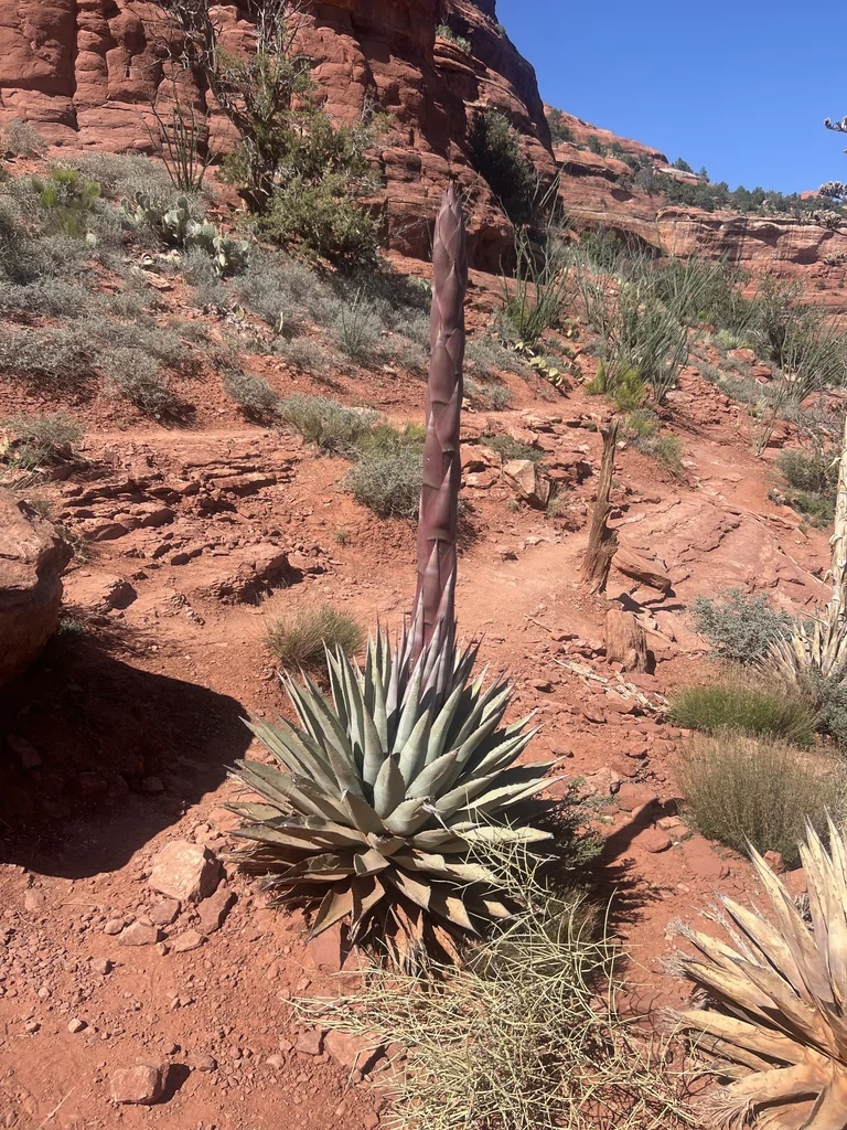 Agave Parryi