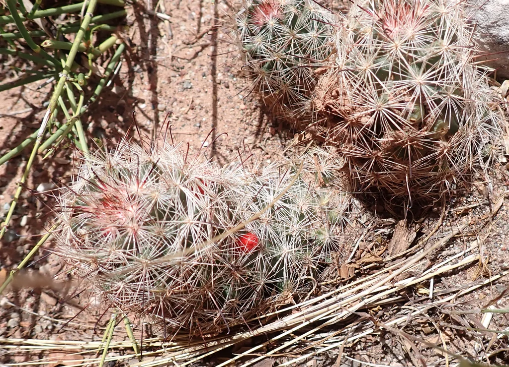 Mammillaria Tetrancistra