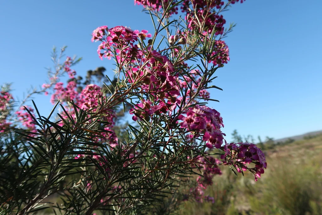 Chamelaucium Uncinatum