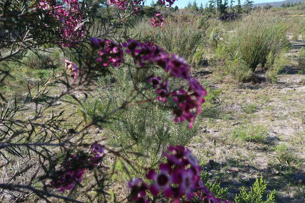 Chamelaucium Uncinatum