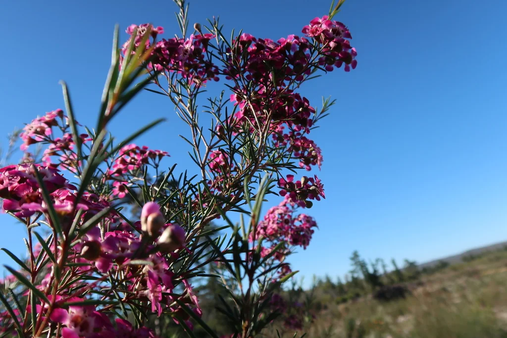 Chamelaucium Uncinatum