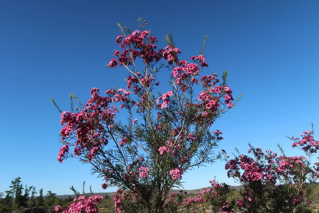 Chamelaucium Uncinatum