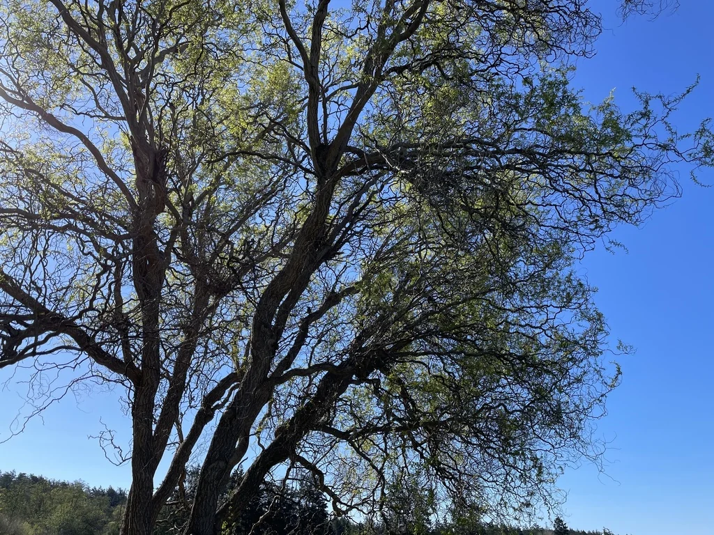 Salix Matsudana