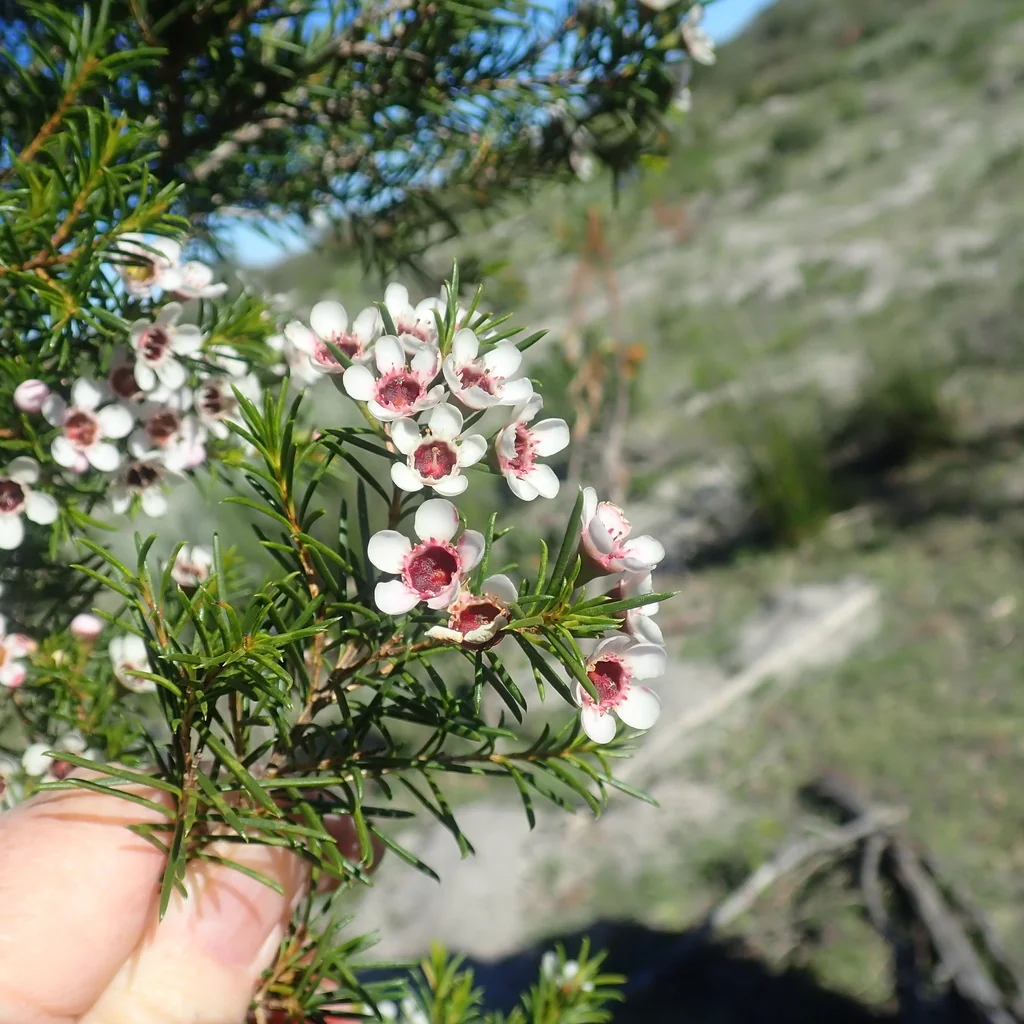 Chamelaucium Uncinatum