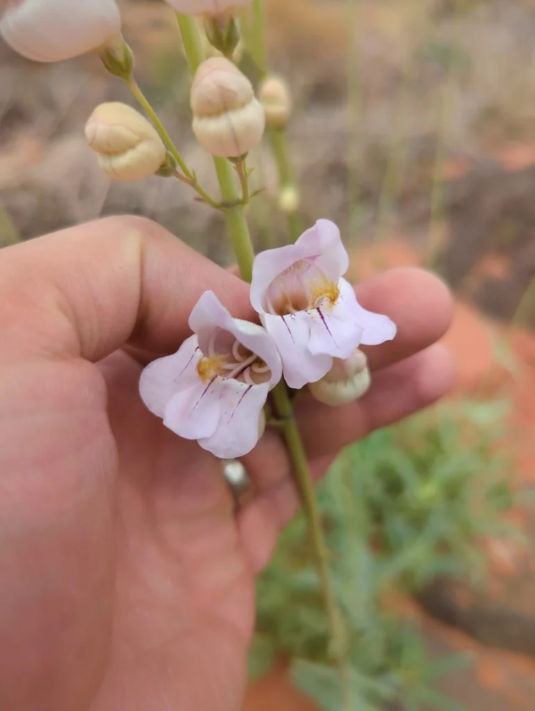 Penstemon Palmeri