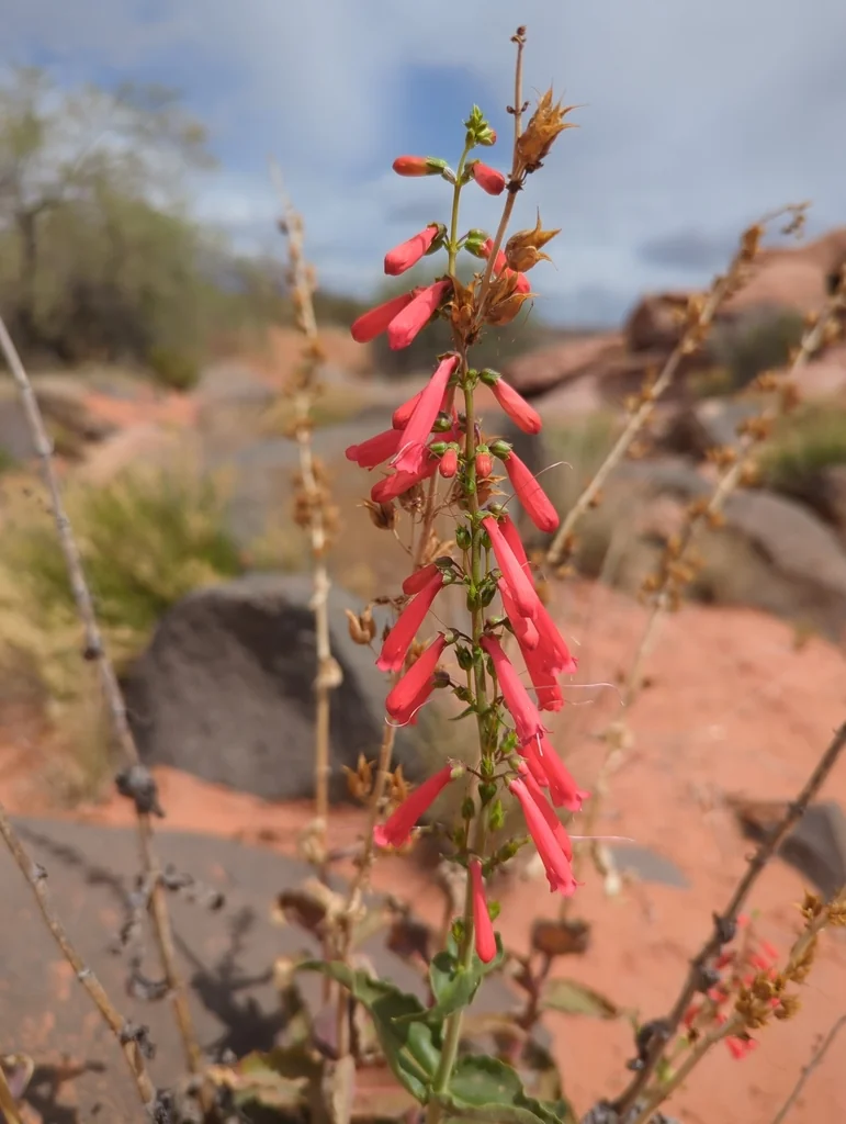 Penstemon Eatonii