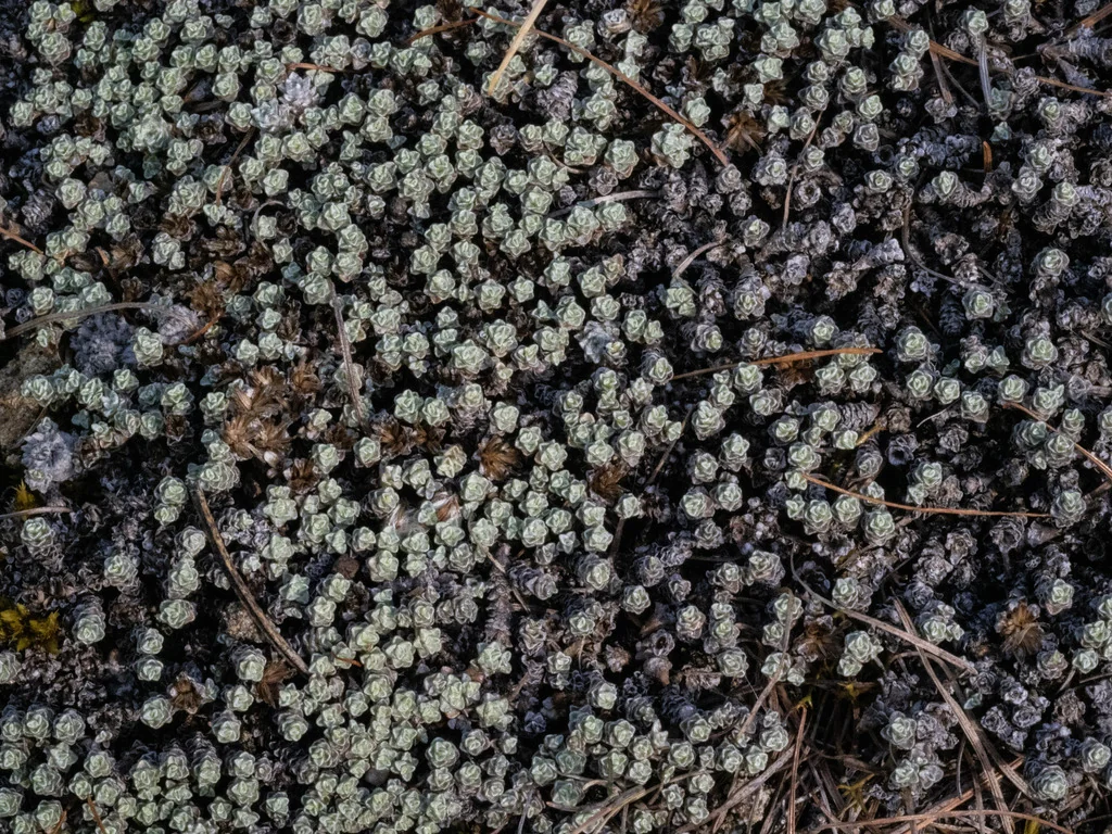 Raoulia Australis
