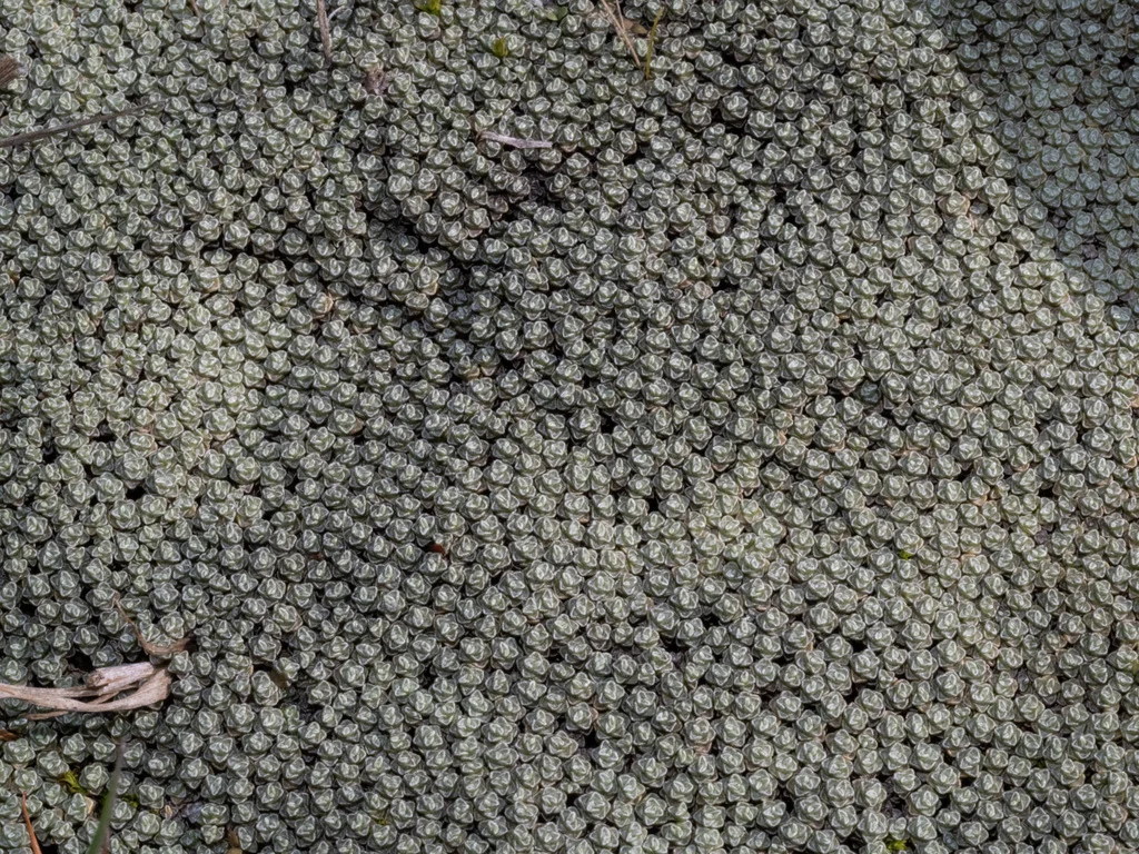Raoulia Australis