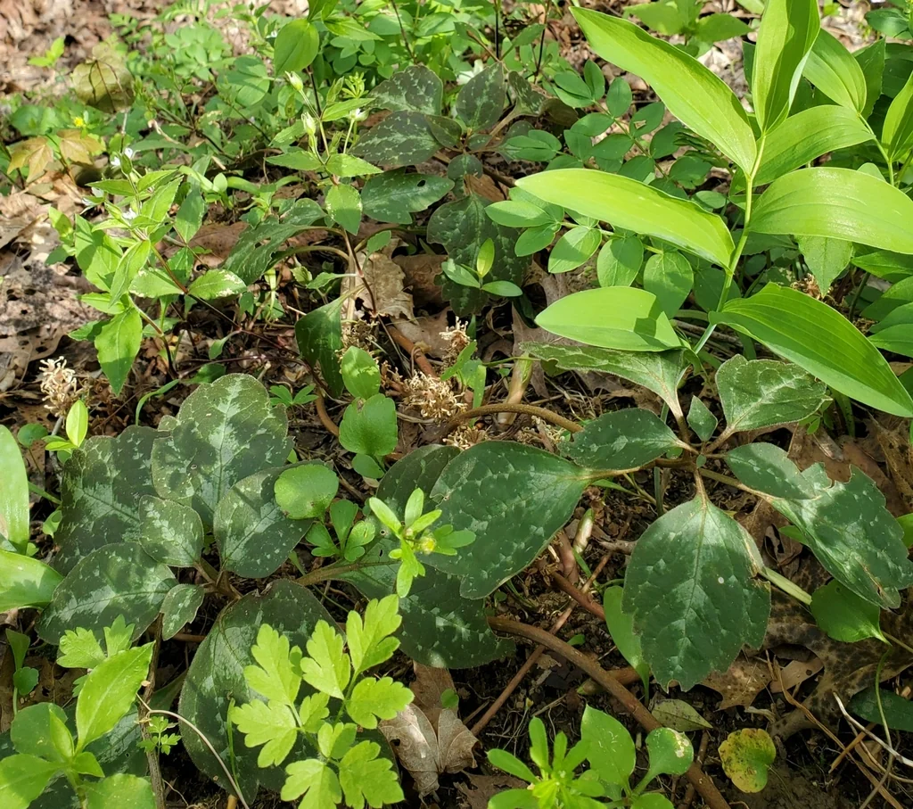 Pachysandra Procumbens