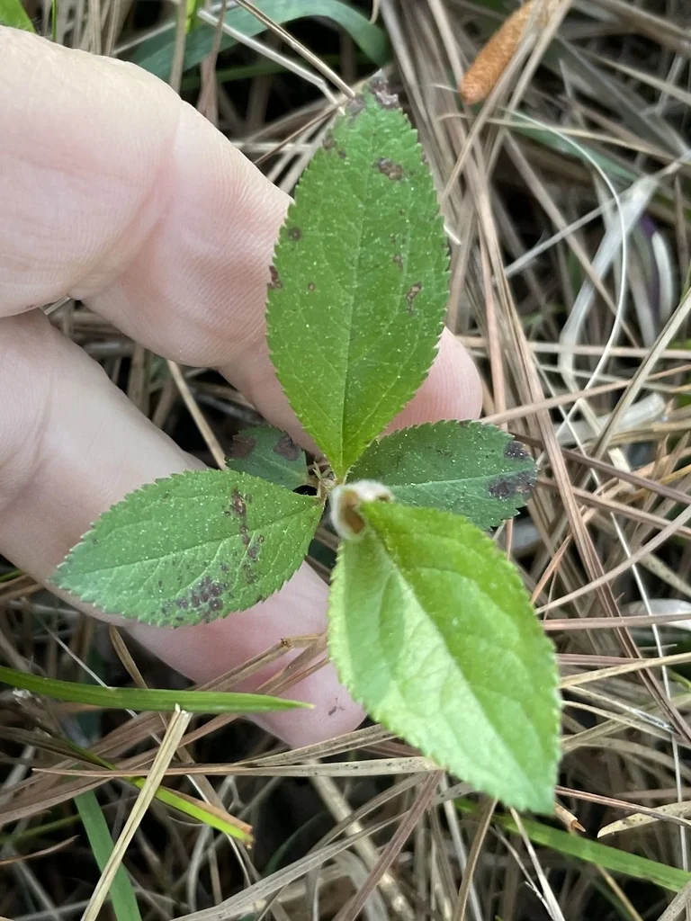 Aronia Arbutifolia