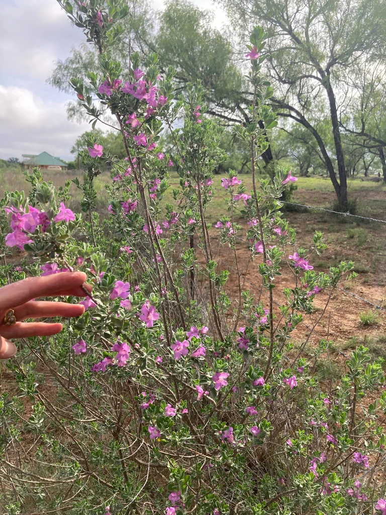 Leucophyllum Frutescens