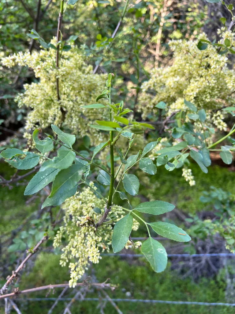 Fraxinus Dipetala