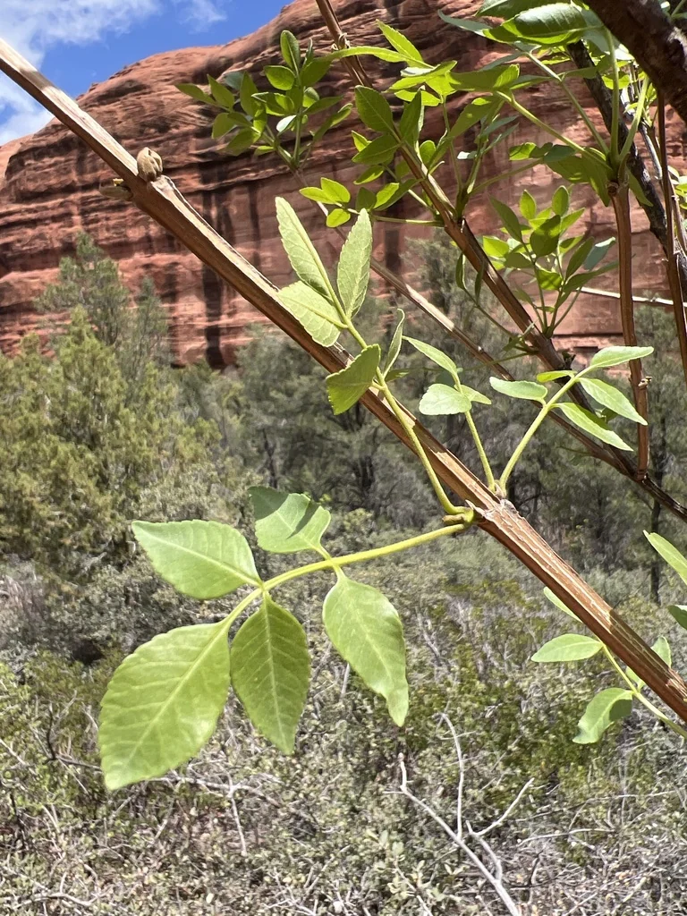 Fraxinus Velutina