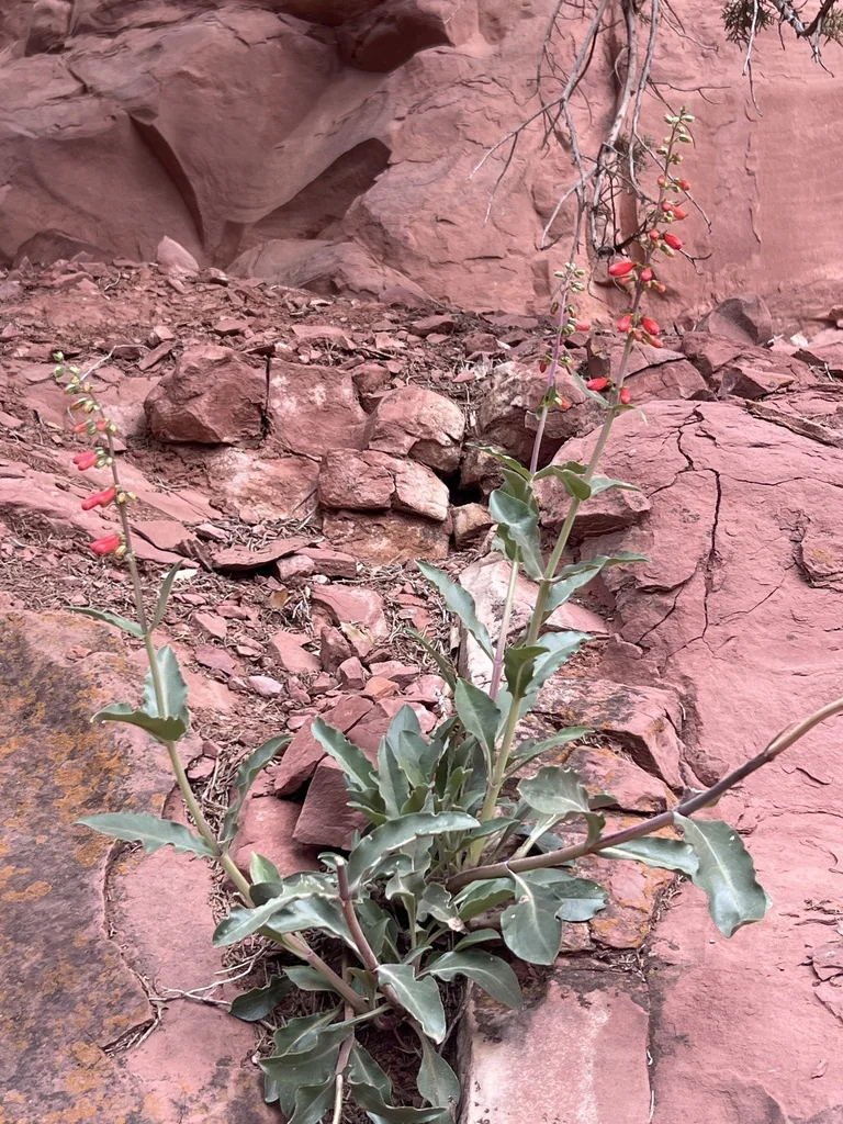 Penstemon Eatonii