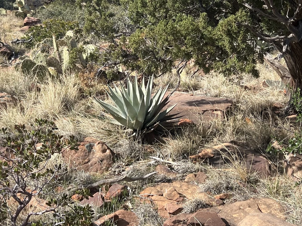 Agave Parryi