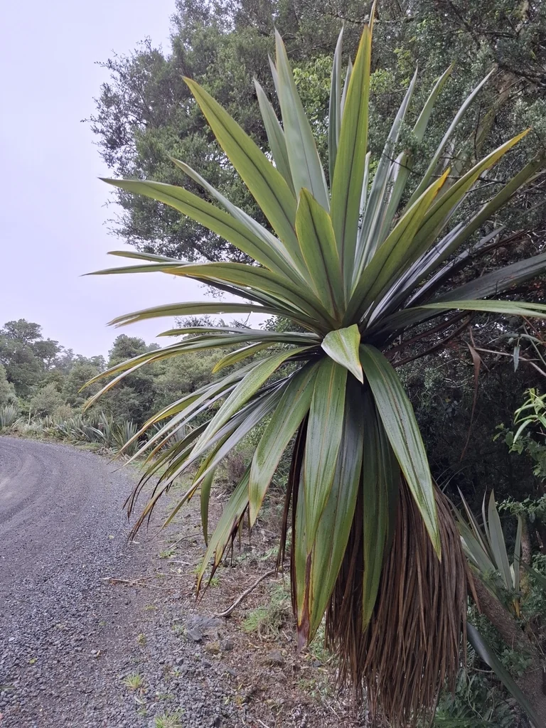 Cordyline Indivisa