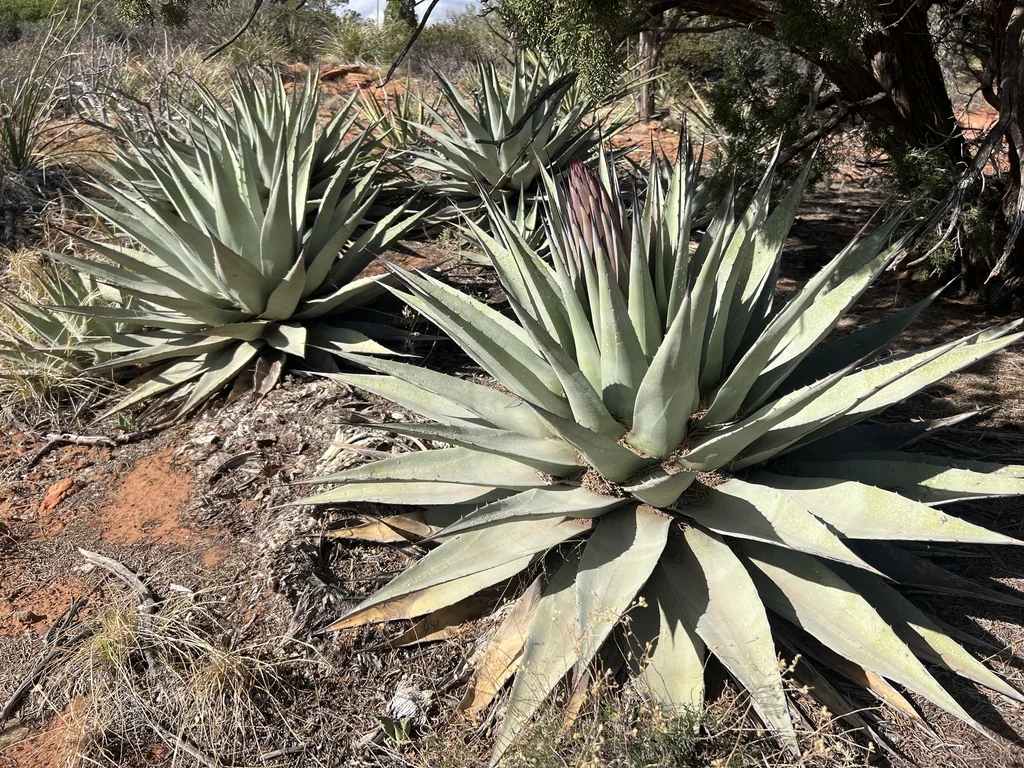 Agave Parryi