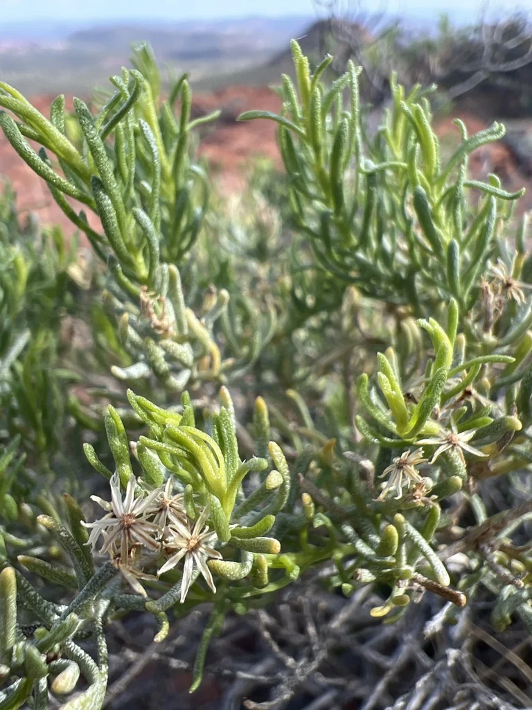 Ericameria Laricifolia
