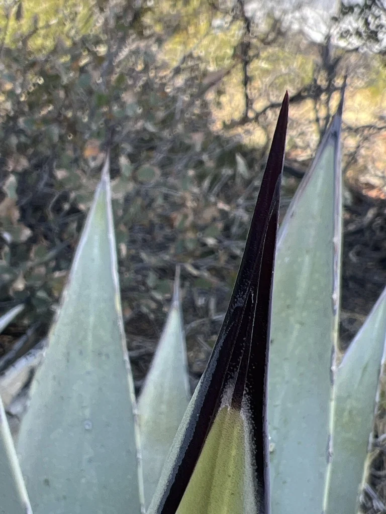 Agave Parryi