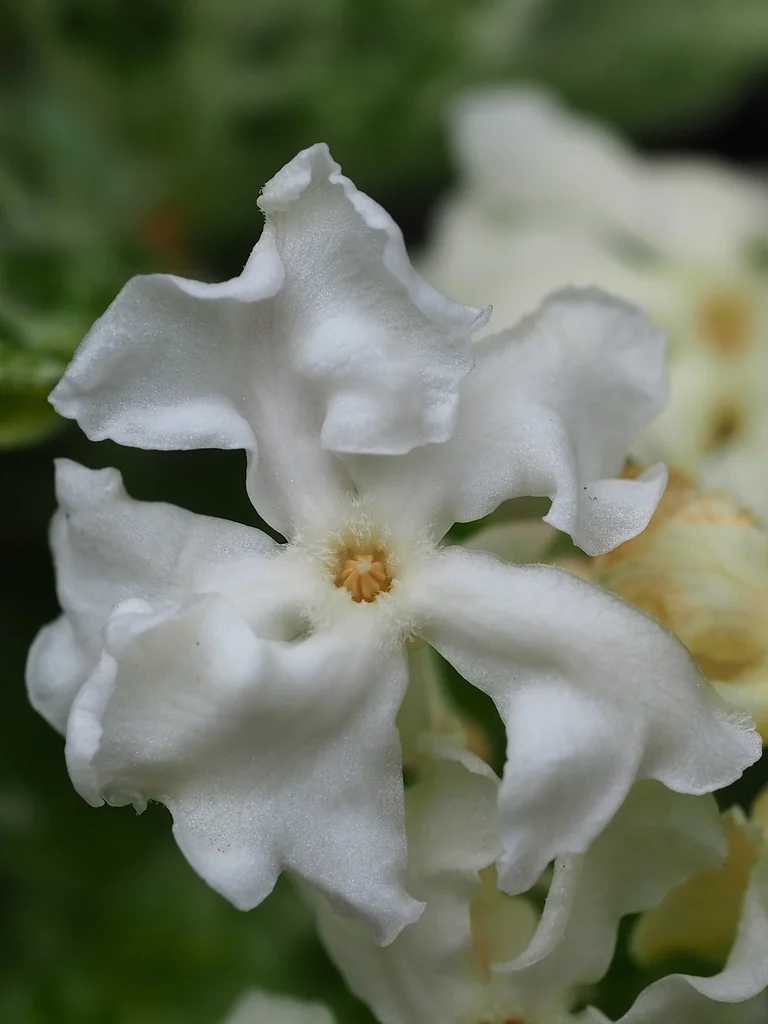 Trachelospermum Jasminoides