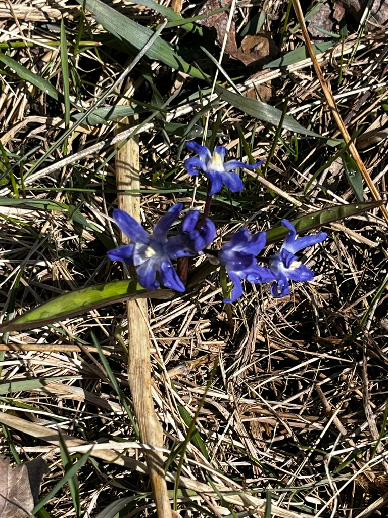 Chionodoxa Forbesii