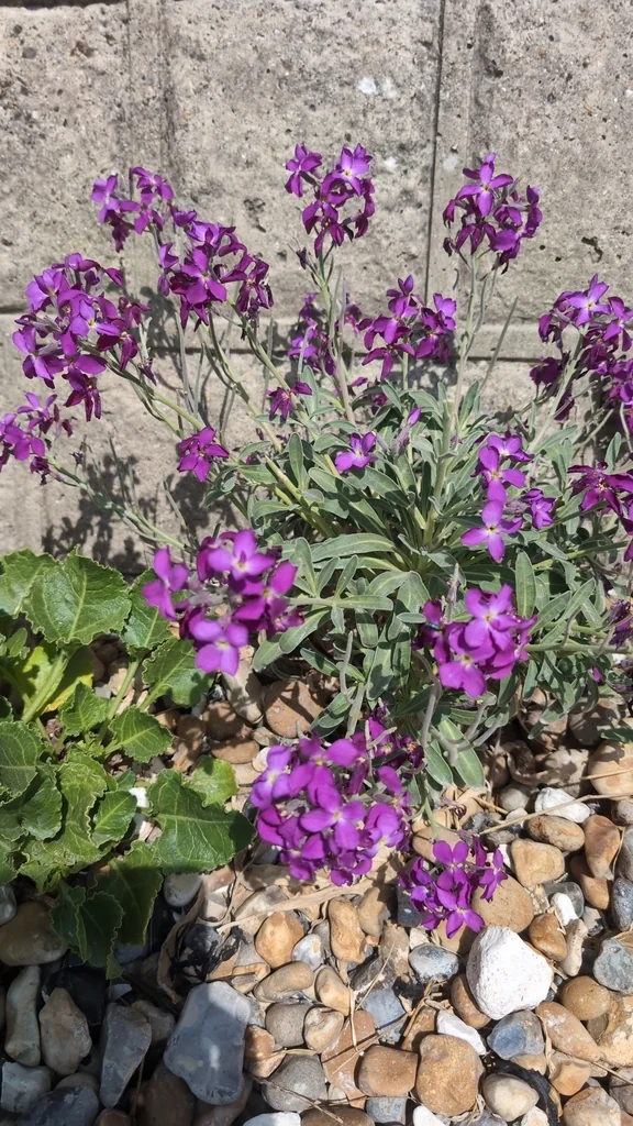 Matthiola Incana