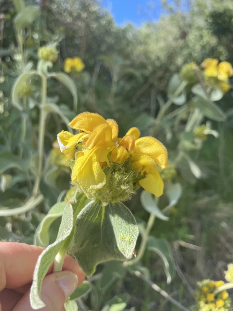 Phlomis Fruticosa