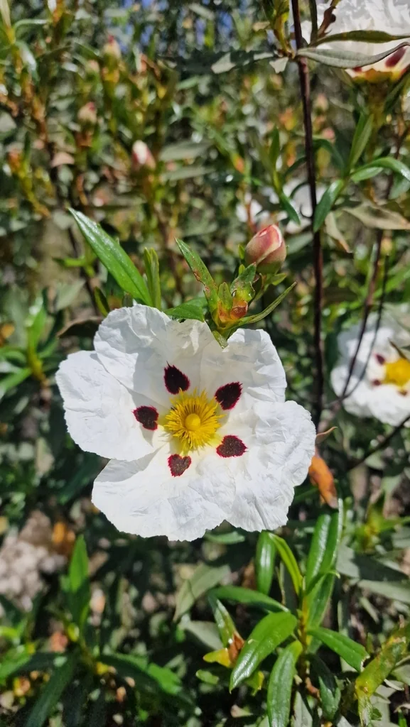 Cistus Ladanifer