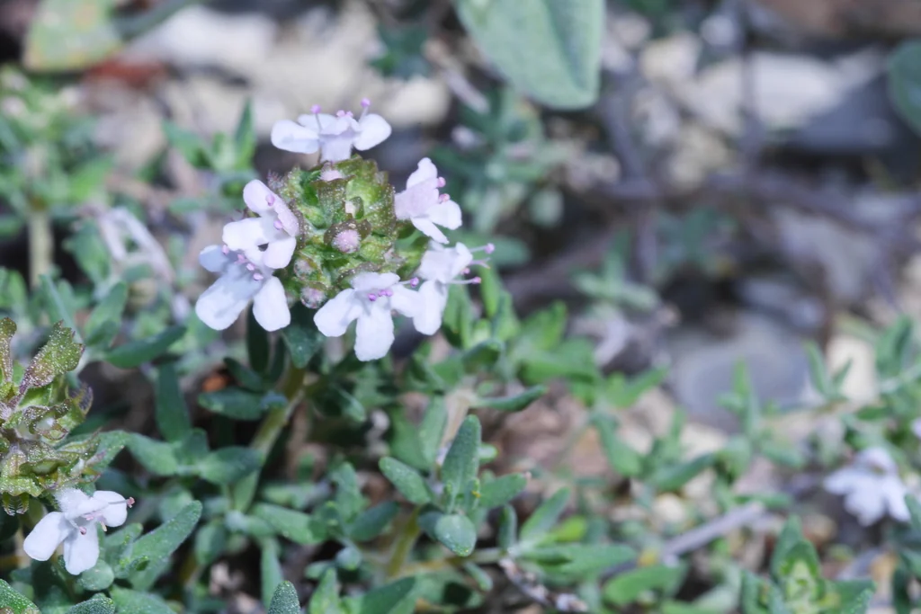 Thymus Vulgaris