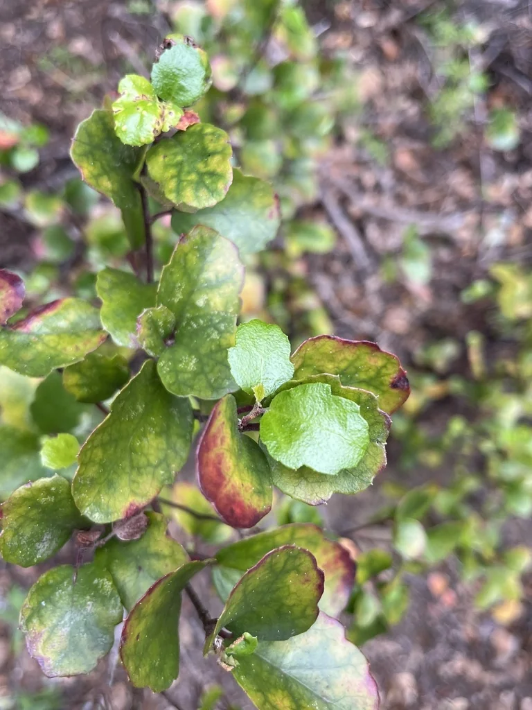 Ribes Viburnifolium