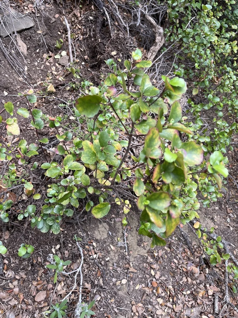 Ribes Viburnifolium
