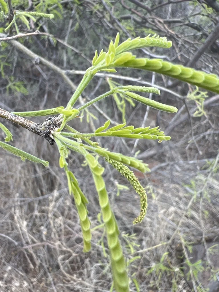 Prosopis Velutina